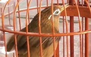 母画眉鸟声音大 母画眉鸟叫最好的声音